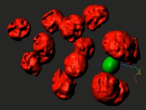 EMBO PRACTICAL COURSE ON 3D DEVELOPMENTAL IMAGING