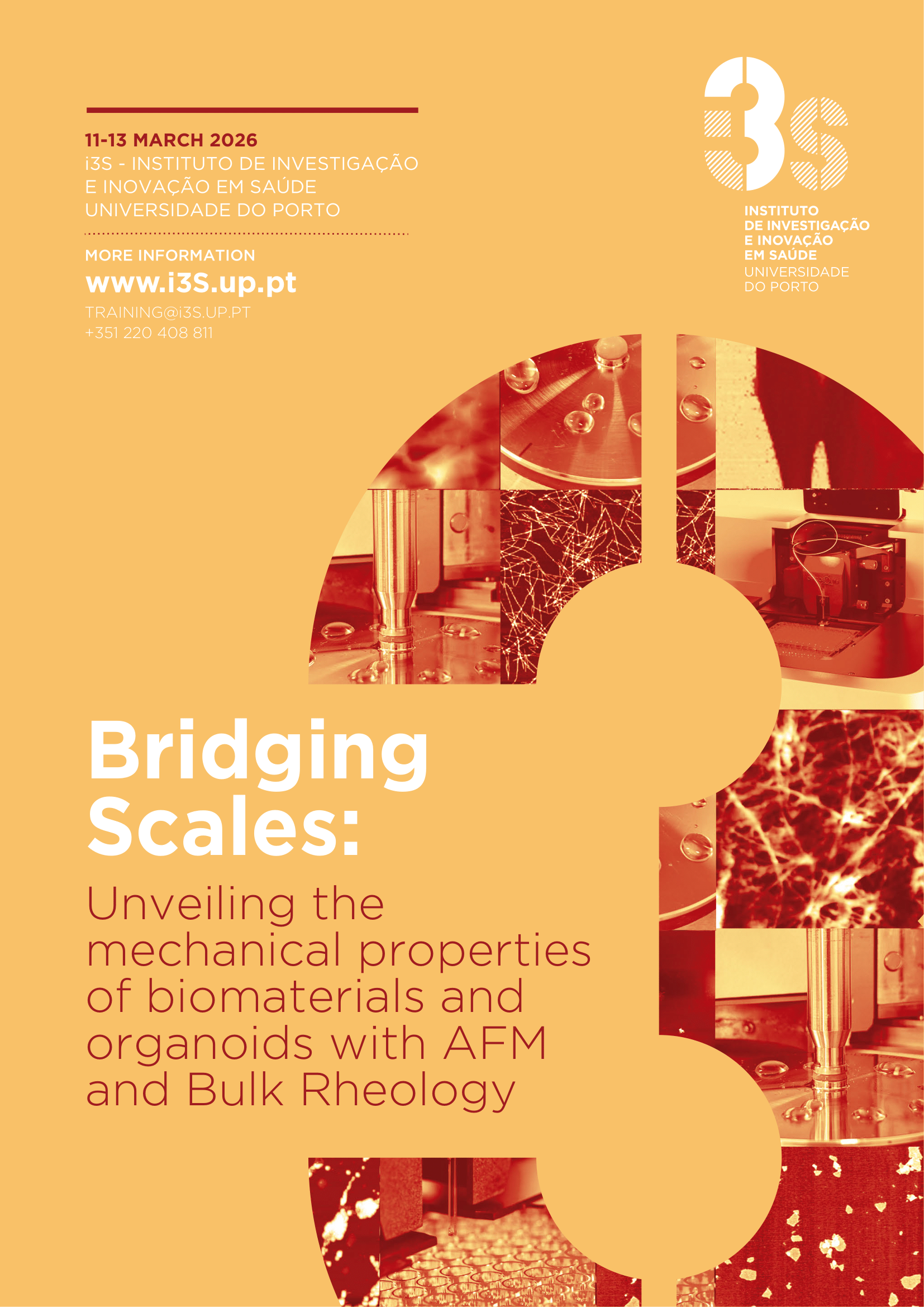 Bridging Scales: Unveiling the mechanical properties of biomaterials and organoids with AFM and Bulk Rheology